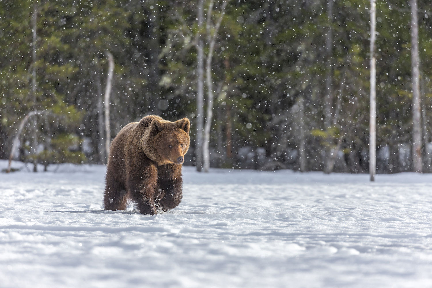 Медведь в сугробе. Бурый медведь зимой. Медведь зимой. Медведь зимой в лесу. Медведь в зимнем лесу.